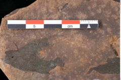 Foto (Detailansicht) von Rhytisma pythii Ettingshausen (NHMW-GEO-2024-0188-0078)